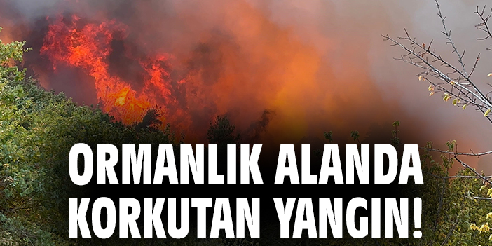 İznik Ormanlarında Dev Yangın!