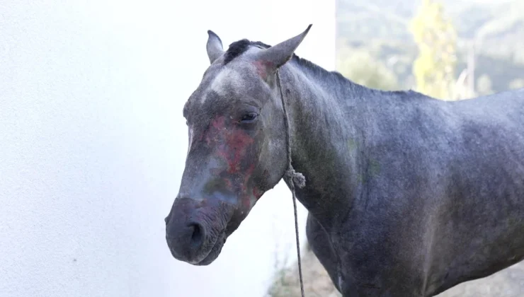 Izmir Belediyesi: Yangında Zarar Gören Hayvanlar Kurtarma Altında