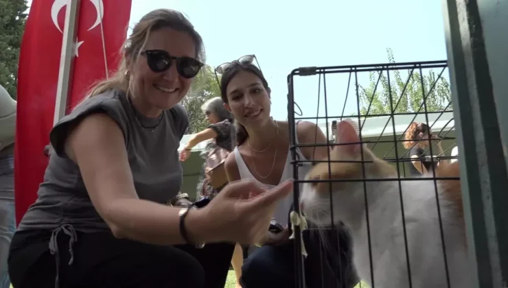 Patili Perşembe: Sahipsiz Canlar Yeni Yuvalarına Kavuştu