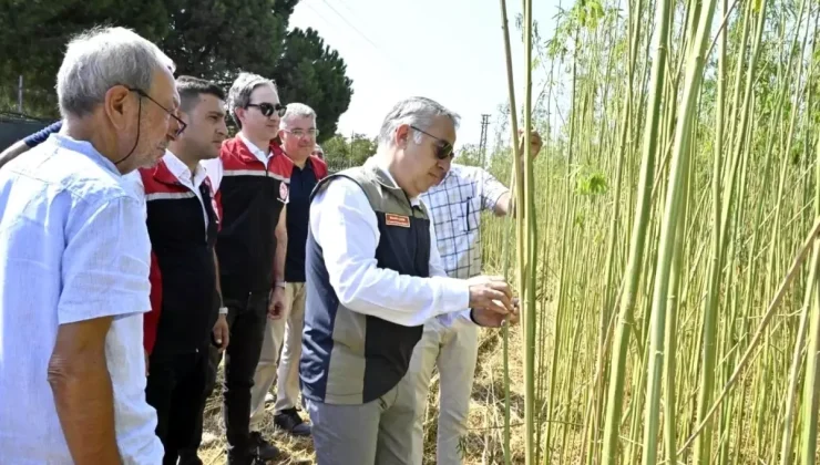 İzmir’de kenevir hasadı gerçekleşti!