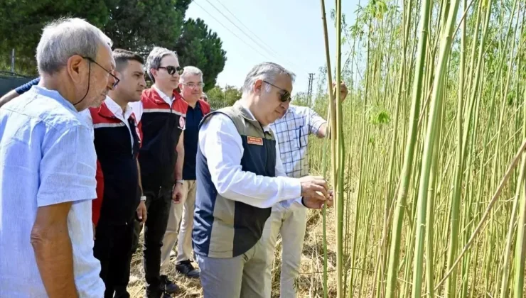 İzmir’de kenevir hasadı dikkat çekti!