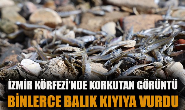 İzmir Körfezi’nde Büyük Balık Ölümleri