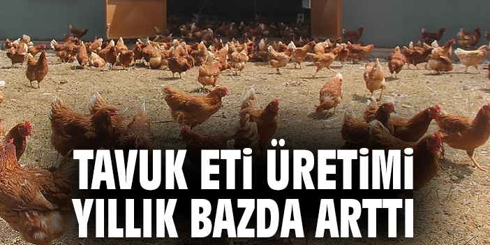 Tavuk Eti ve Yumurtası Üretiminde Rekor Artış!