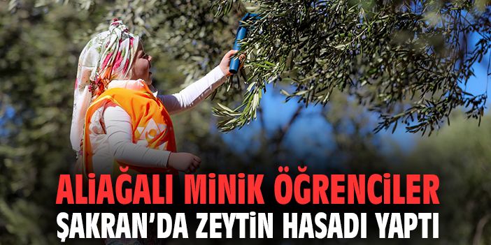 Minik Öğrenciler Zeytin Hasadına Tanık Oldu!