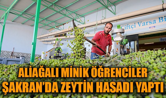 Minik Öğrenciler Zeytin Hasadına Tanık Oldu!