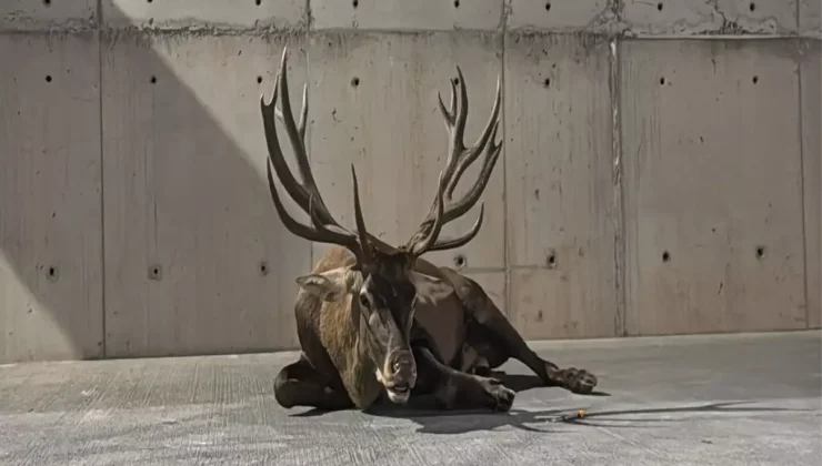 Kızılgeyik Tedavi Altında, Durumu İyiye Gidiyor!