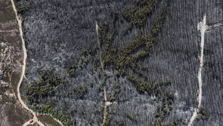 Foça’da Orman Yangını: 340 Hektar Kül Oldu!