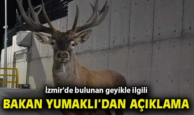 Yaralı Kızılgeyik, Fabrikaya Sığınarak Kurtarıldı