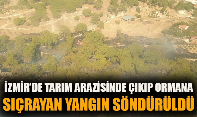 Dikili’de Tarım Arazisinde Yangın: Kontrol Altına Alındı