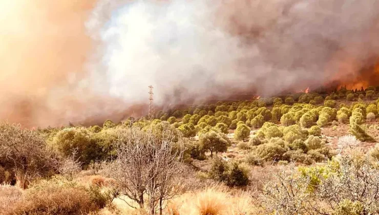 Foça’da Orman Yangınına Yoğun Müdahale