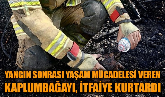 Foça’da Yangın: Yaralı Kaplumbağa Kurtarıldı!