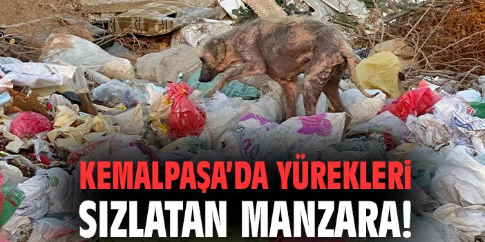 Kemalpaşa’daki Hayvanlar İçin Acil Yardım Çağı!