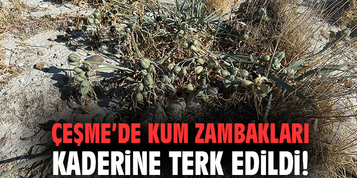 Çeşme’de Kum Zambakları Tehlikede! Vatandaş İsyan Ediyor
