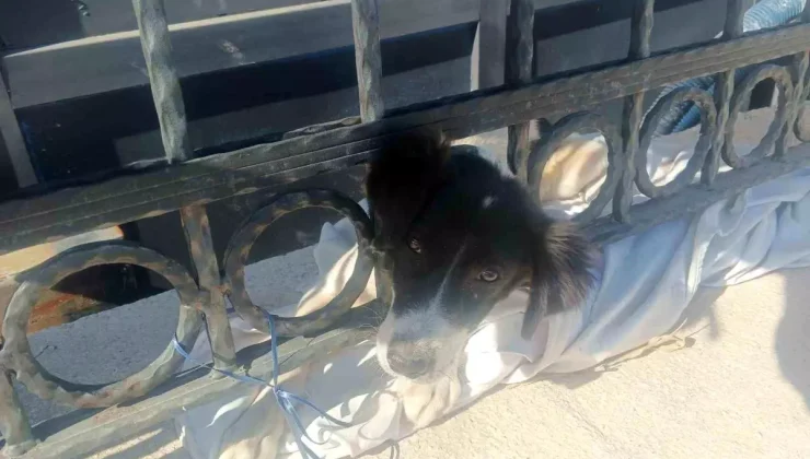 Buca’da Sıkışan Köpeği İtfaiye Kurtardı!