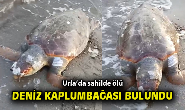 Sahildeki Caretta Caretta, Ağ Parçalarıyla Bulundu