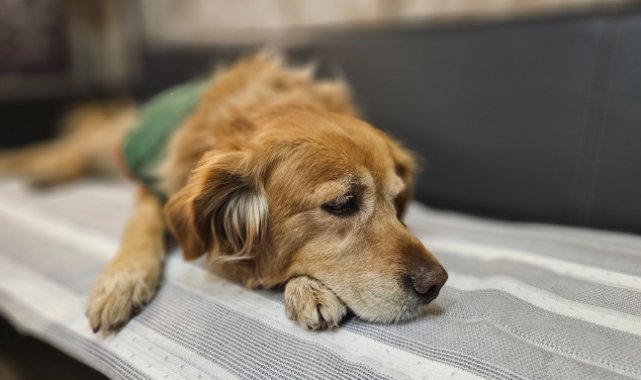 Fındık: Okulun Sevimli Can Dostu