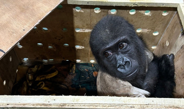 Kaçak Goril Yavrusuna İsim Arayışı Başladı!