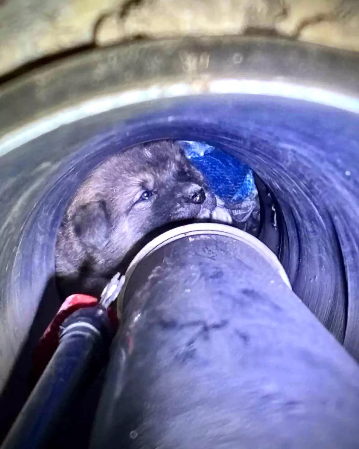 Foça’da Yavru Köpek Kanal Borusundan Kurtarıldı!