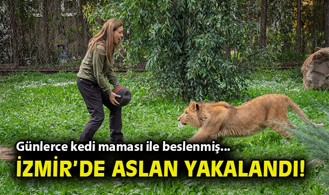 Yavru Aslan İzmir’de Yeni Bir Hayata Adım Atıyor!