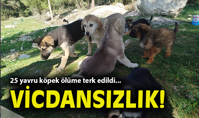 25 Yavru Köpek, Vicdansızca Terk Edildi!