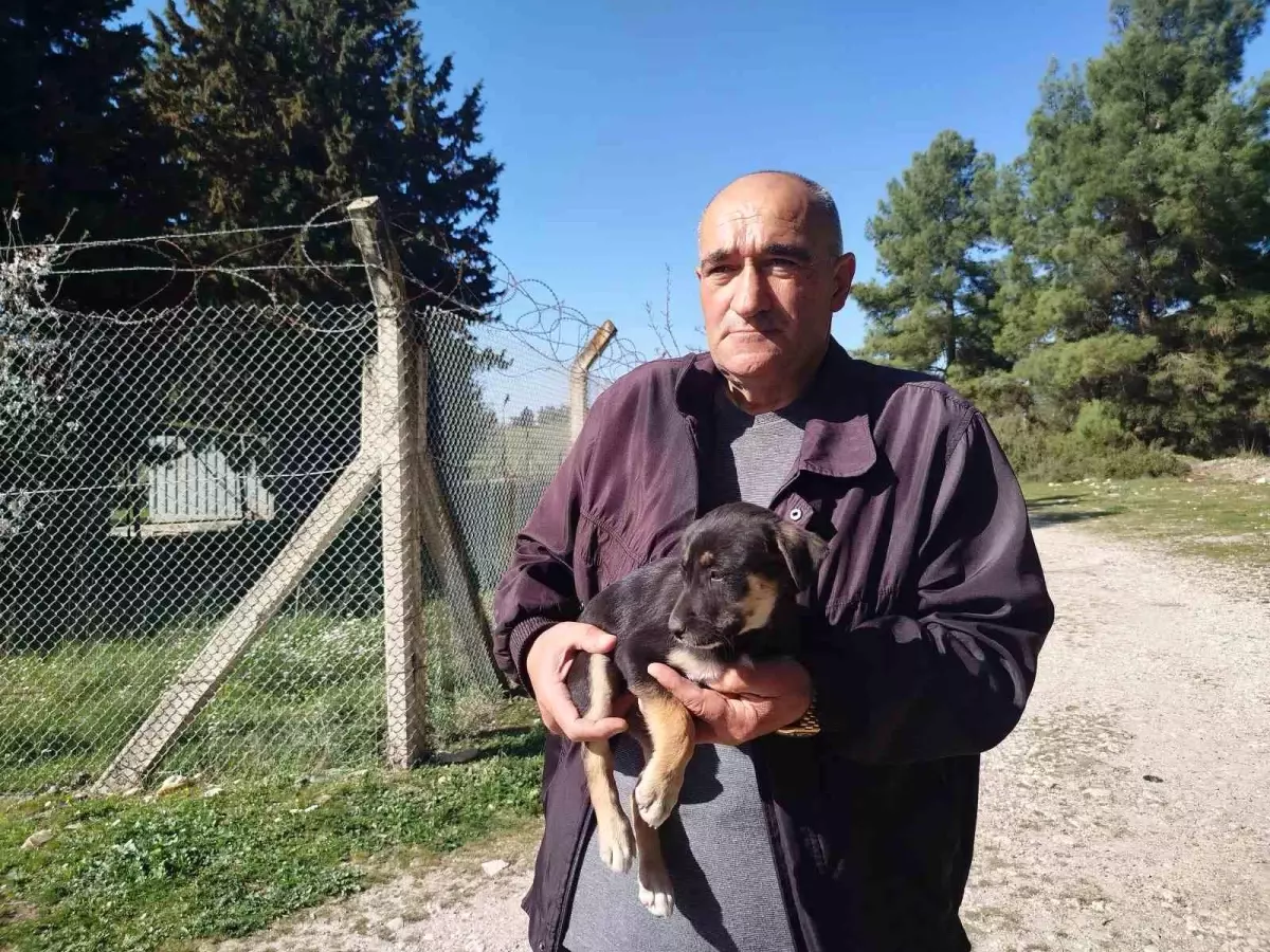 Gaziemir’de Yavru Köpekler Ölüme Terk Edildi!