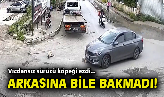 Yaralı Köpeğin Çığlıkları, İnsanı Şaşırttı!