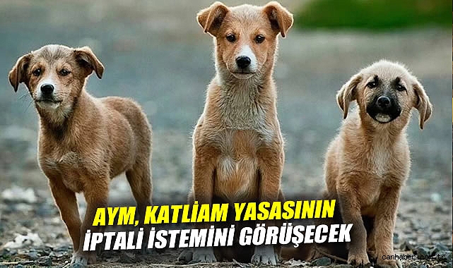 Sokak Hayvanlarını Koruma Yasası AYM’de Görüşülüyor!