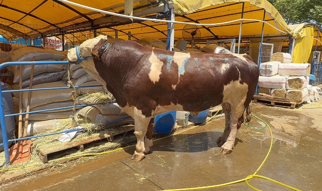 En Büyük Kurbanlık: 1.2 Ton Simental Şampiyonu!