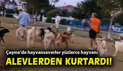 Çeşme’de Hayvanlar İçin Dayanışma Seferberliği!