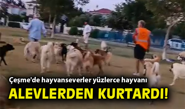 Çeşme’de Hayvanlar İçin Dayanışma Seferberliği!