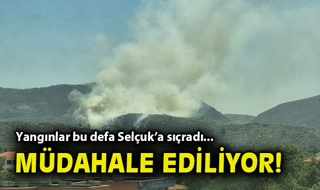 Selçuk’ta Zeytinlikte Yangın! Ekipler Mücadele Ediyor
