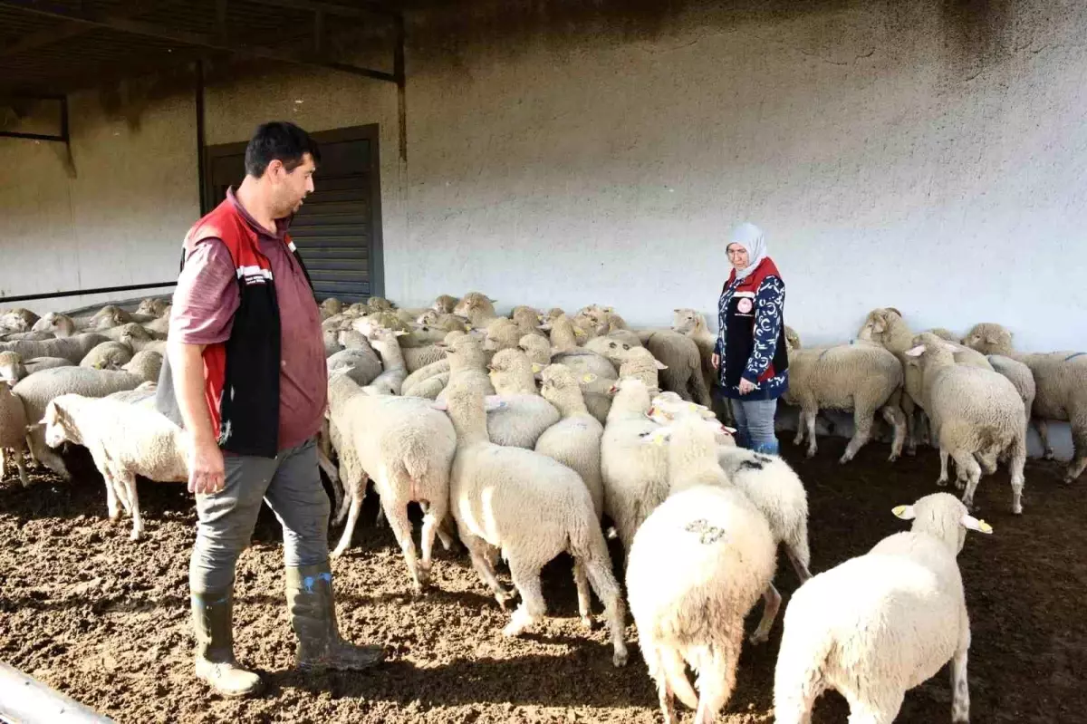 Aliağa’da 110 Üreticiye 210 Koyun Dağıtıldı!