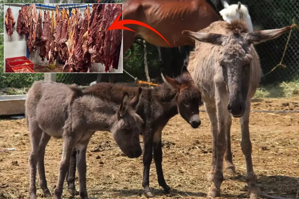 Halk Sağlığı Tehdidi: Sahte Sucuk İfşa Edildi!