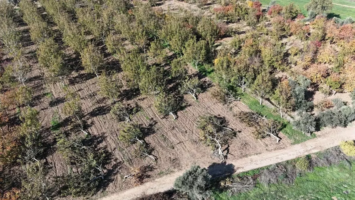 Ceviz Ağaçları Vahşice Kesildi, Şikayetçi Oldu!