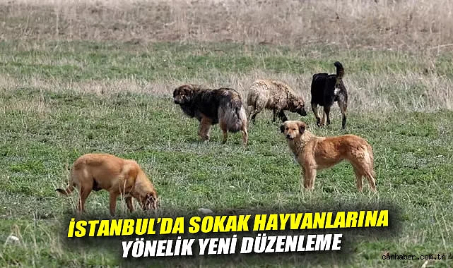 İstanbul’da Sokak Köpeği Beslemek Yasaklandı!