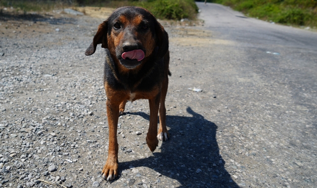 İstanbul’da Sahipsiz Hayvanlar için Yeni Düzenleme