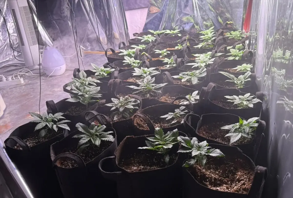 İzmir’de Hint Keneviri Yetiştiren Zanlı Tutuklandı!