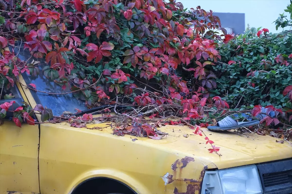 Sarmaşıklarla Kaplanan Araç Sonunda Kaldırıldı!