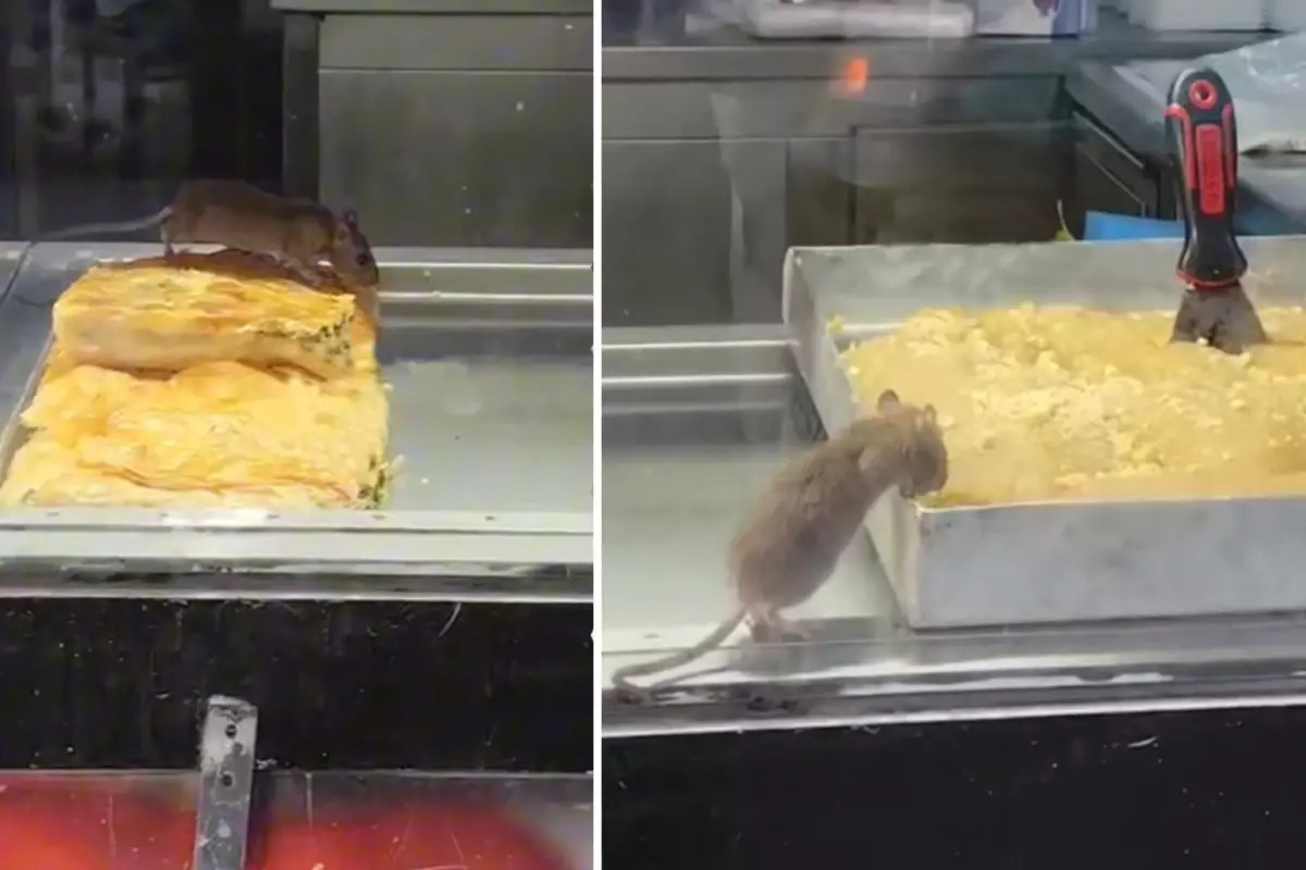 Börekçi Vitrininde Fare Şoku! Tepkiler Yağdı!