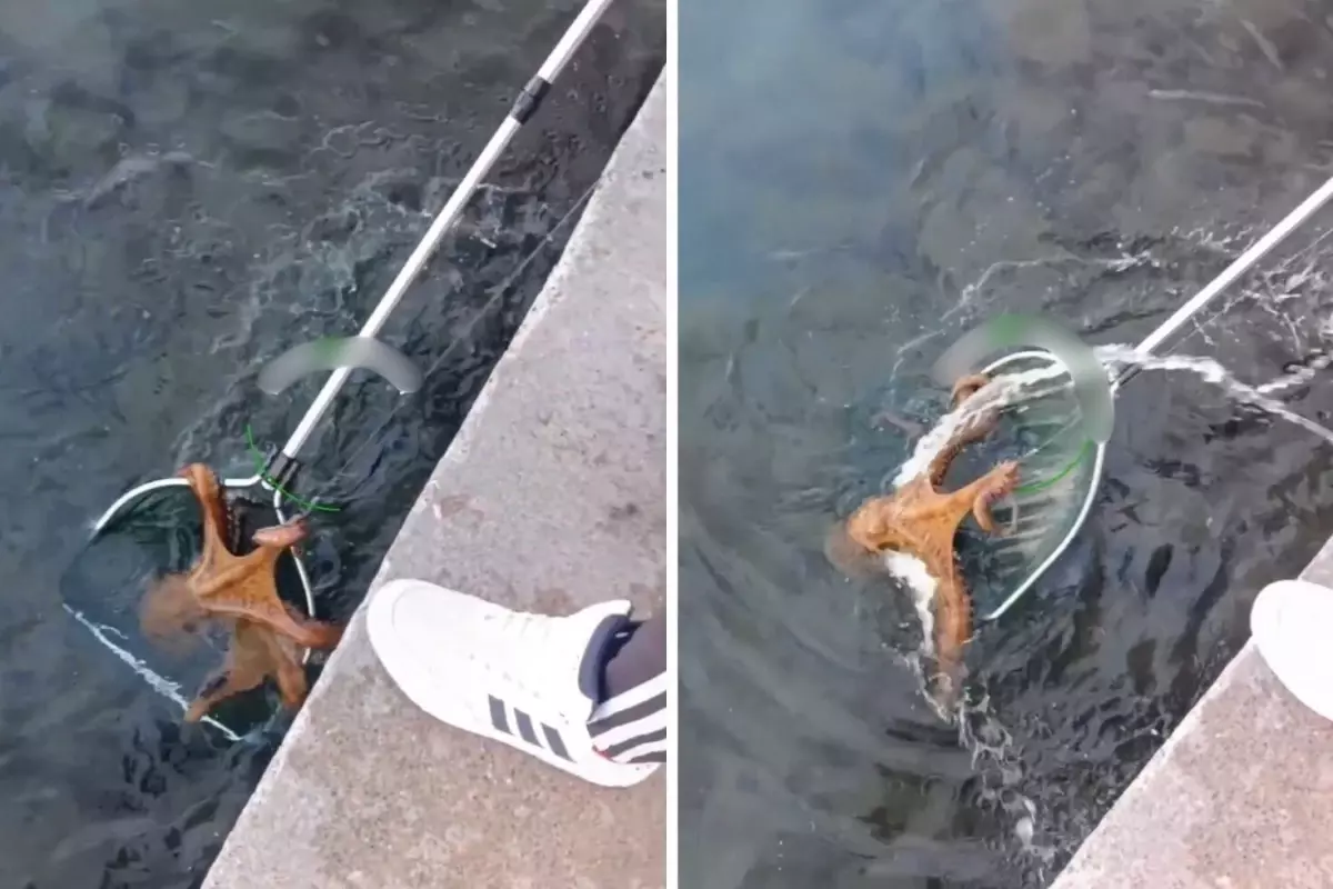 Aliağa’da Dev Ahtapot Avı Şaşırttı!