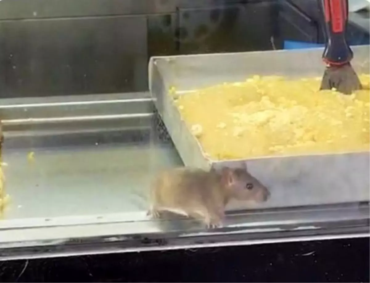 Buca’da Fare Skandalı: Bir Börekçi Mühürlendi!