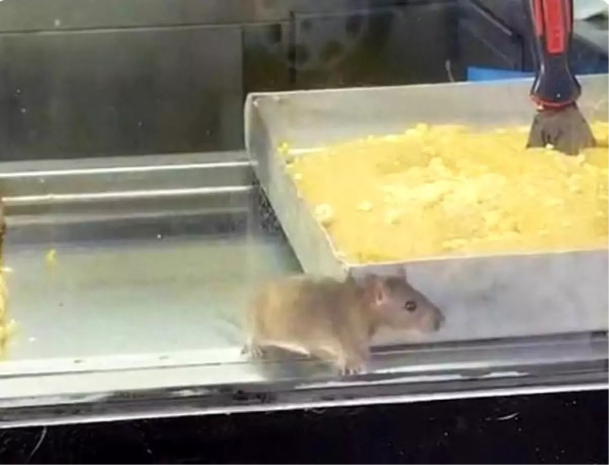 İzmir’de Fareli Börek Skandalı: İşletme Mühürlendi!