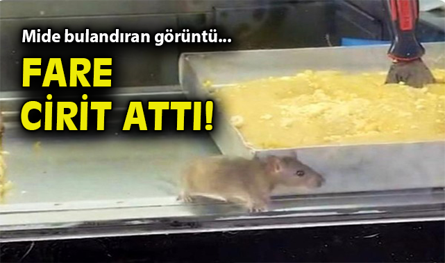 Buca’da Hijyen Skandalı! Fareli Börekçi Mühürlendi