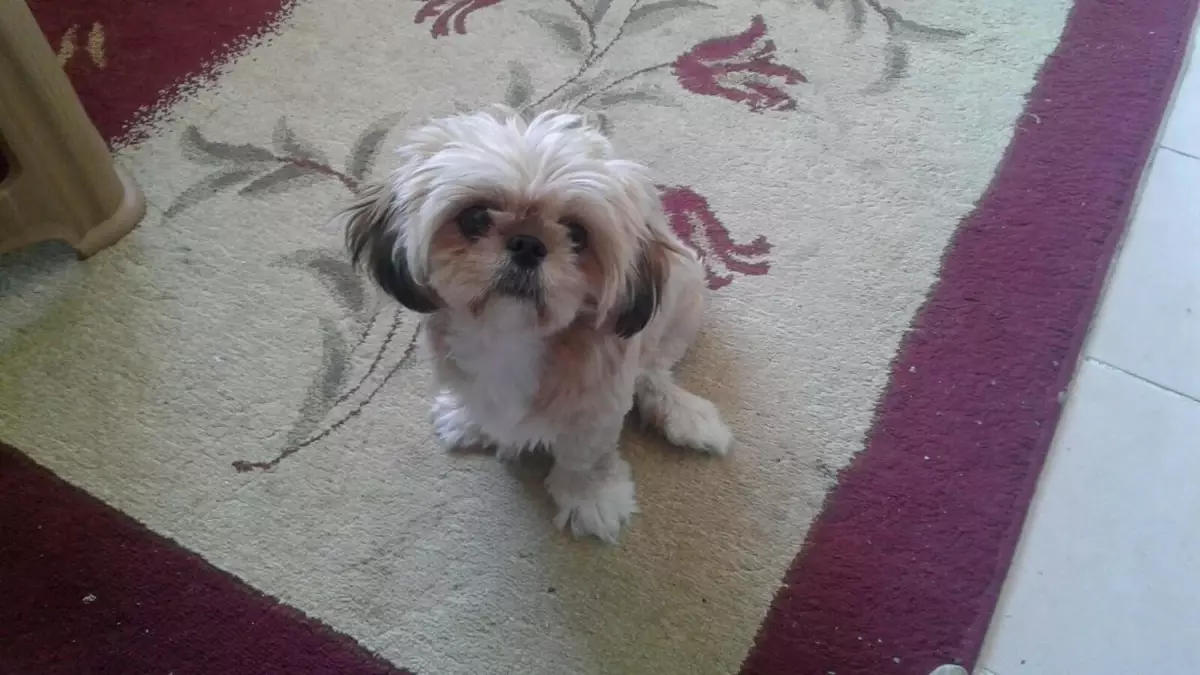 Mesude’nin Hayat Arkadaşı: Fıstık İle Umut