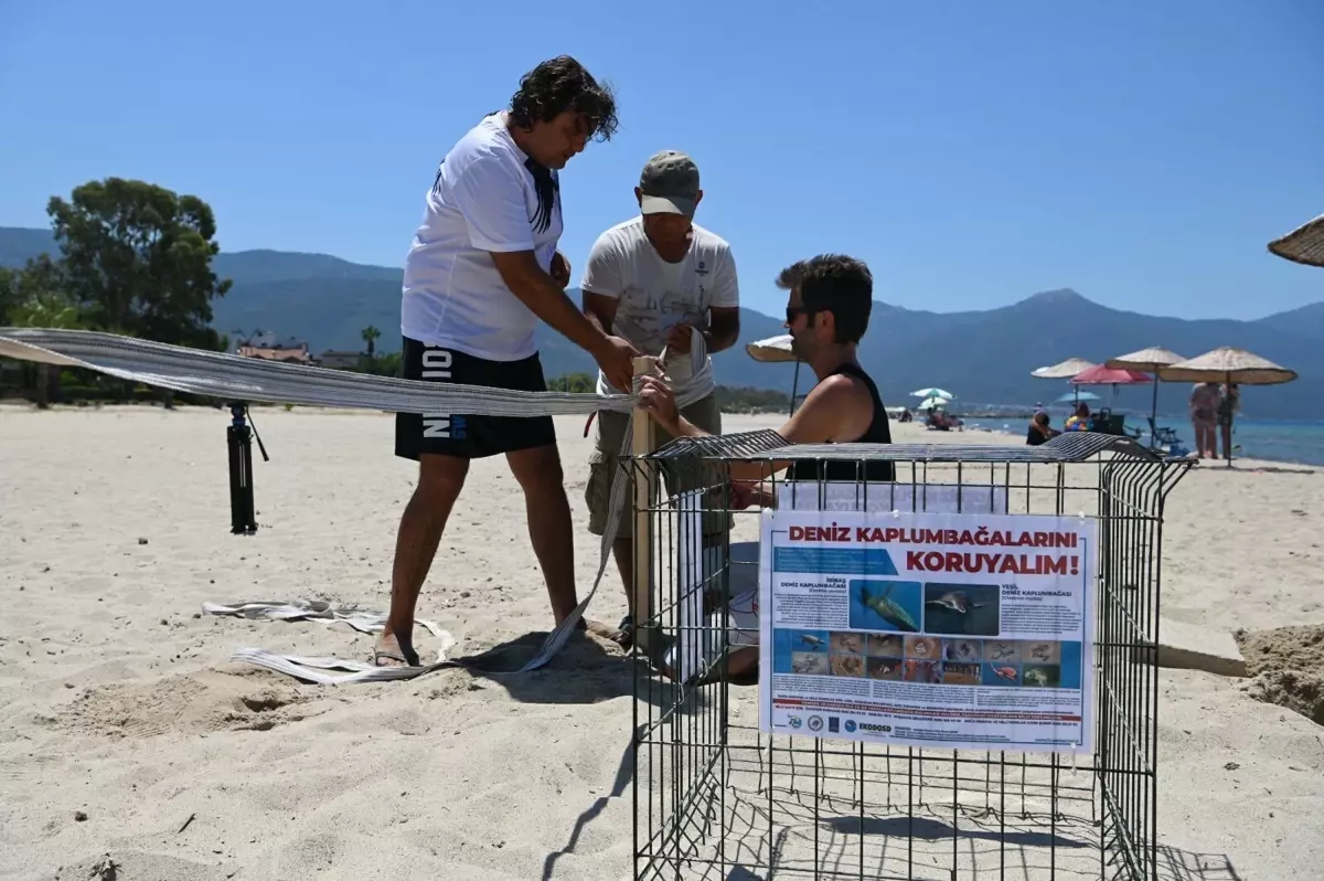 Caretta Caretta’lar Ege’de Yuva Yapmaya Devam Ediyor!