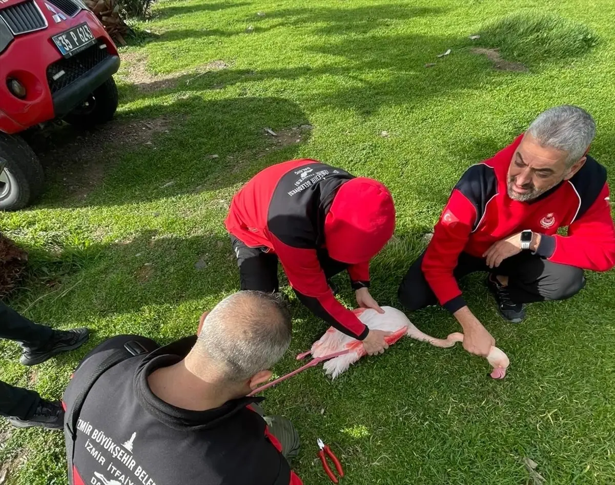 İzmir’de Kurtarılan Flamingo: Misina Tehlikesi!