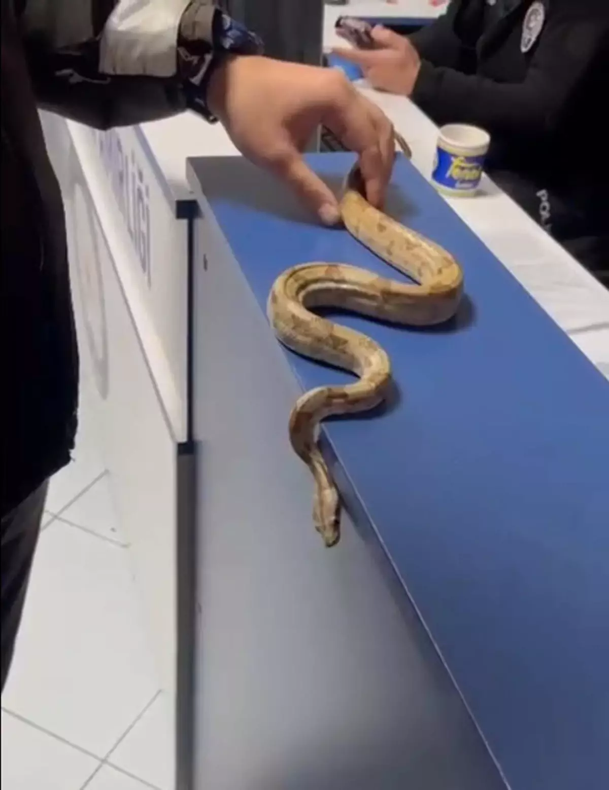 Kafede Yılanla Gezen Kişiye 12 Bin TL Ceza!