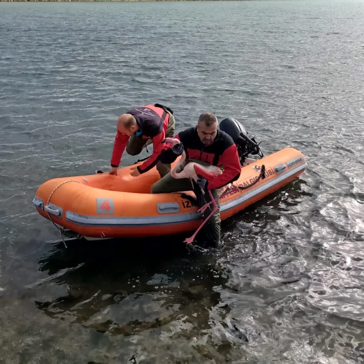 İzmir’de Flamingo Kurtarma Operasyonu Başarıyla Tamamlandı