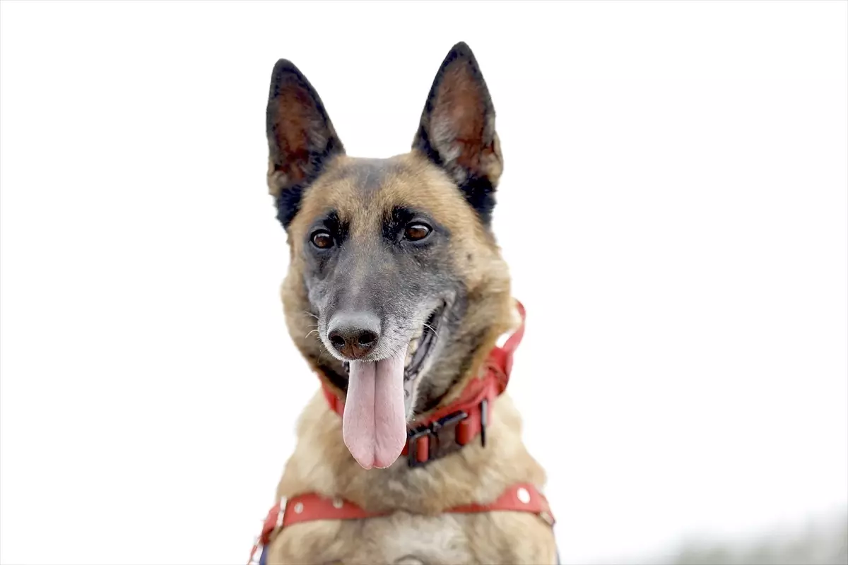 Kahraman Köpek Sima, Afetlerde Hayat Kurtarıyor!