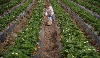 Emiralem Çileği: Verim Rekoru ve Geciken Hasat